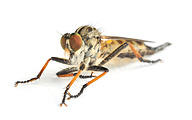 Common Awl Robberflies (male, Neoitamus cyanurus)